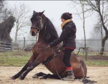 Centre équestre et pension pour chevaux à Froberville à côté de Fécamp 76 - Ecurie First